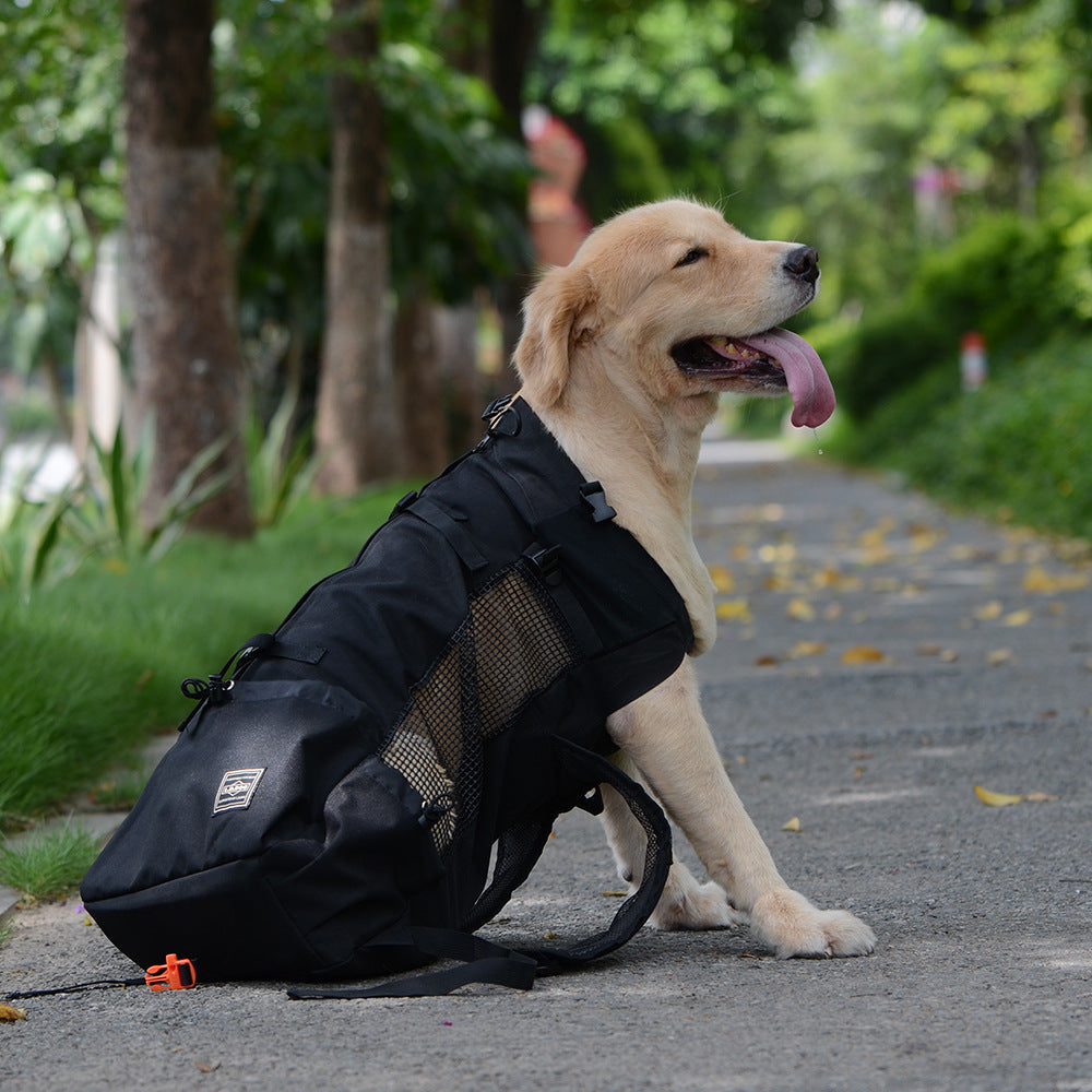 Dog wearing a black backpack outdoors on a path with greenery.