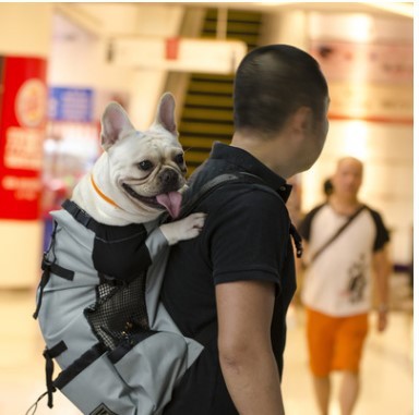Person carrying a small white dog in a carrier in an indoor setting