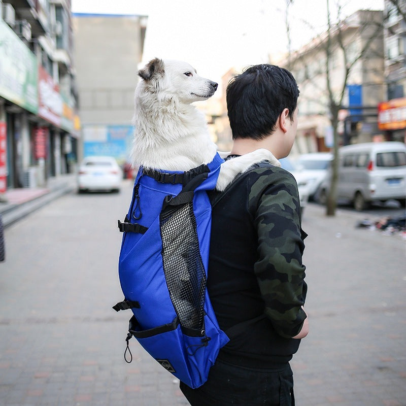 Person carrying a white dog in a blue backpack on a city street.