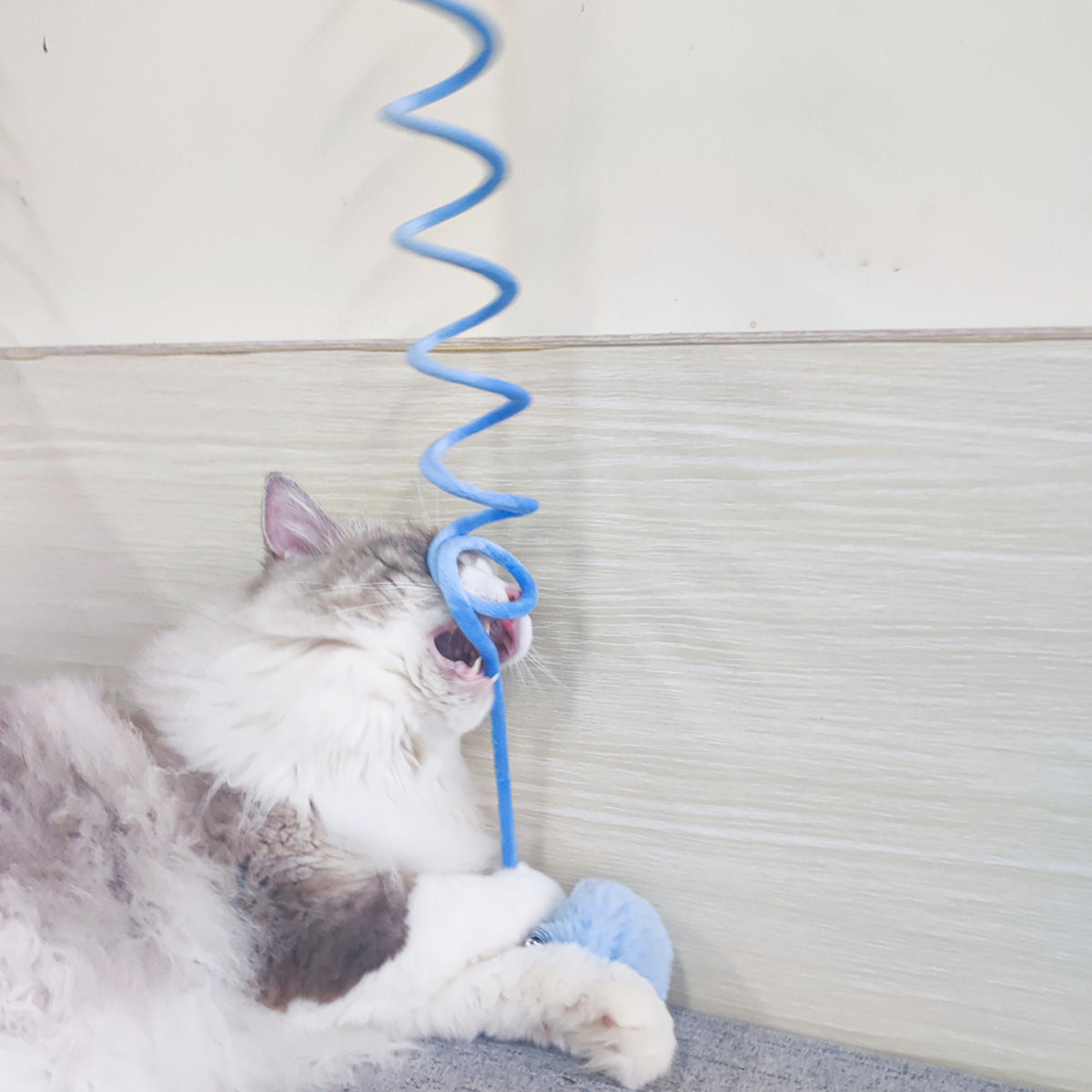 Cat playing with a blue spiral toy against a neutral background
