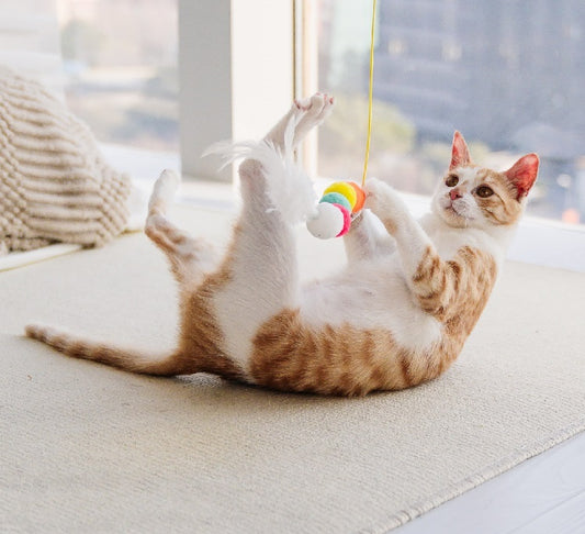 Cat playing with a rainbow toy on a light-colored floor.